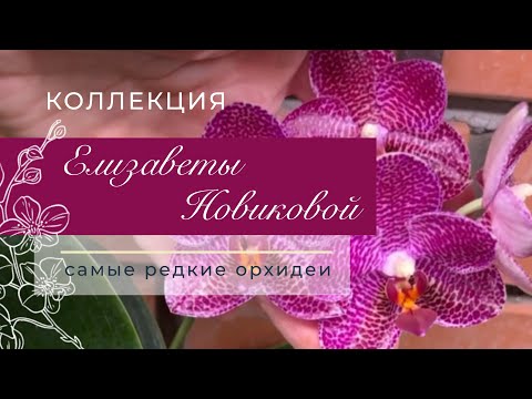 Видео: Елизавета Новикова | Личная коллекция организатора Орхидиума | Пышное цветение