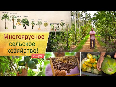 Видео: Многоярусное сельское хозяйство!