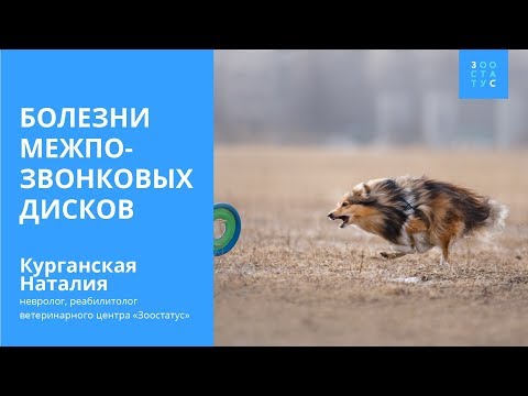 Видео: ДИСКОПАТИЯ У СОБАК (у собаки отказали лапы)