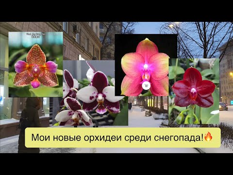 Видео: @orhorai и @passifloraclub  - спасибо за мои новые орхидеи!
