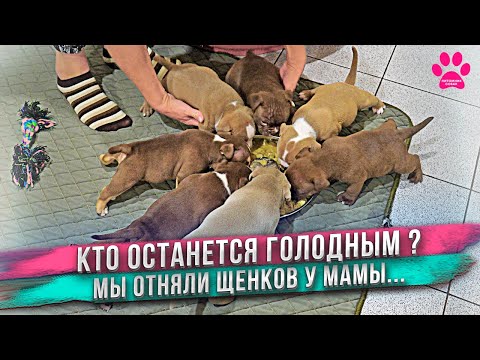 Видео: Кому не хватит еды? Забрали щенков у мамы навсегда! Щенкам 1 месяц.