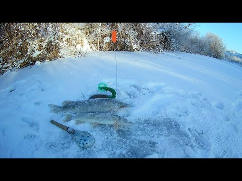 Видео: Открытие зимнего сезона!!! Ловля щуки на жерлицы.