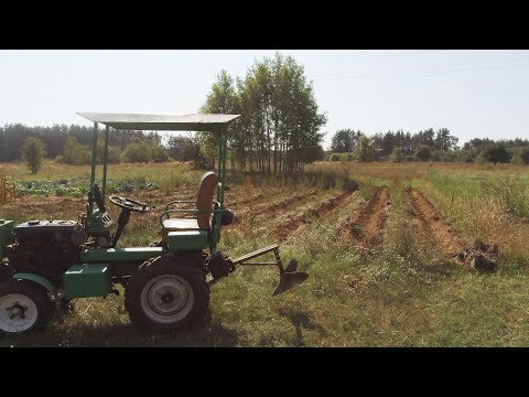 Видео: Копка картошки, что была под мульчей.