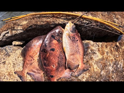 Видео: ЛОВЛЯ КРУПНОГО КРАСНОГО ПАКУ И БАШИ В РЕКЕ ЭССЕКИБО.