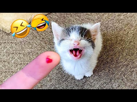 Видео: Ты смеёшься – ты проиграл 🤣😍 Самые смешные видео с котами и собаками 2025 😹🐈