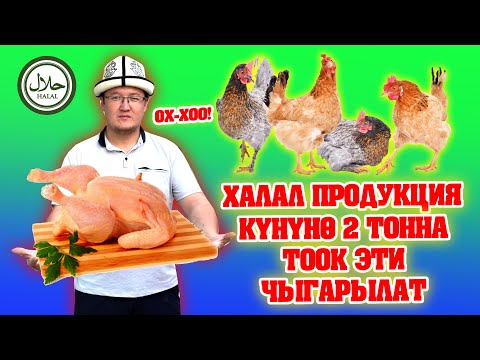 Видео: Ой-Боой! АЗАМАТ ишкер экен, ТАЗА ТООК эти "Ансар адал" ФЕРМАСЫНДА