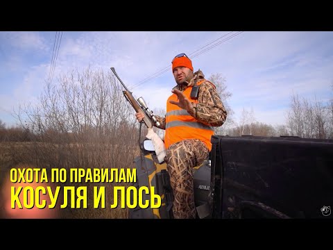 Видео: Косуля и лось // Охота по правилам / Выпуск 13