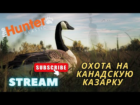 Видео: 🔥 Stream 🔴TheHunter Classic🔴Охота на трофеев🔴Охота на канадскую казарку🔴