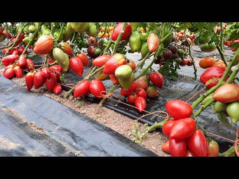Видео: Гном Головорез - Проверенный сорт томатов