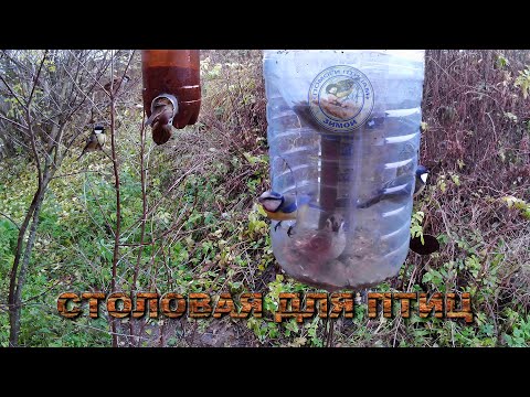 Видео: Кормушка с семечками и просо 27 октября 2025 года (02)