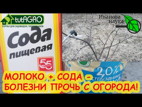 Видео: ГОРАЗДО ЛУЧШЕ БОРДОСКОЙ и 30+! ВЕСЕННЕЕ ОПРЫСКИВАНИЕ САДА: деревьев, кустарников, земляники и роз.
