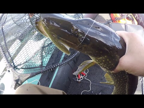 Видео: ЗА ЩУКОЙ. 11.10.2025.