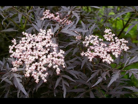 Видео: 10 неприхотливых декоративных кустарников, растущих в нашем саду.