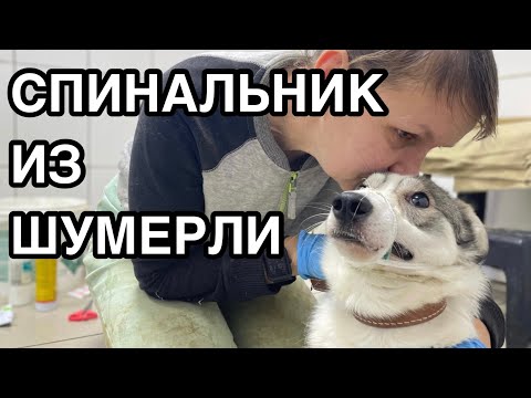 Видео: Спасение животных/ Едем встречать спинальника/ Кусачка-Ричик поехал на испыталку