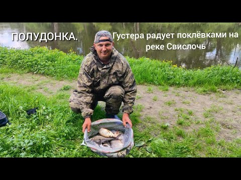 Видео: Густера радует поклёвками на реке Свислочь. Ловля на классическую полудонку.
