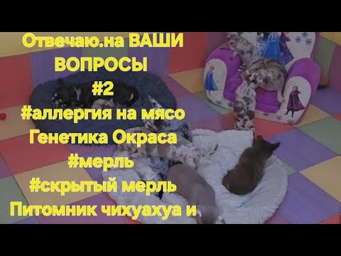 Видео: Отвечаю.на ВАШИ ВОПРОСЫ #2#аллергия на мясоГенетика Окраса #мерль #скрытый мерль  Кастропуло #Крым