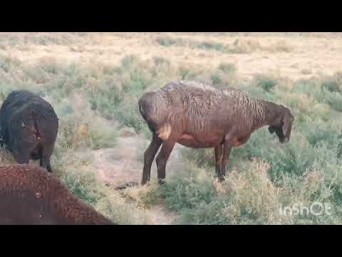 Видео: 25 октября 2025 г.стоп фурухта шуд н.Файзобод