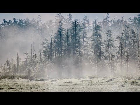 Видео: МИР ЧЕРНОГО ЖУРАВЛЯ АВТОРСКАЯ ВЕРСИЯ RUS