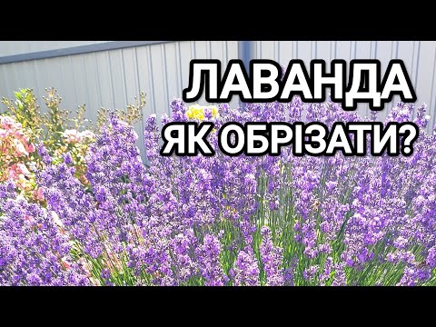 Видео: Літня обрізка ЛАВАНДИ. Відповідаю на ваші питання
