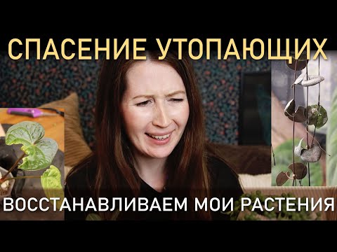Видео: СПАСЕНИЕ УТОПАЮЩИХ. Восстанавливаем мои растения
