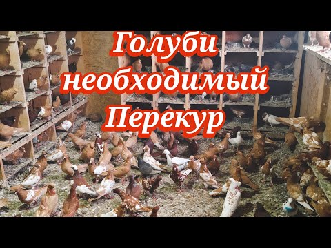 Видео: Голуби покурили и полетели