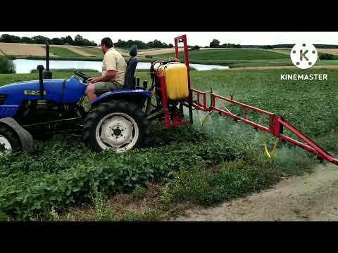 Видео: Цвіте соя.КАЛІЙ+КАРБАМІД!!! Годуємо далі!!!