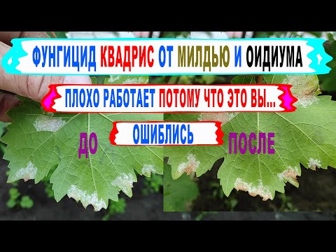 Видео: 🍇 Как ПРАВИЛЬНО применять КВАДРИС на винограде чтобы  РАБОТАЛ НА 100%  Что будет без обработок.