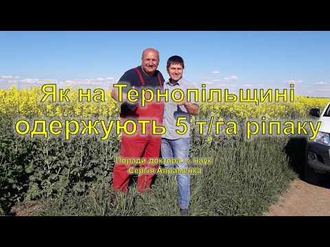 Видео: Як на Тернопільщині одержують 5 т/га ріпаку