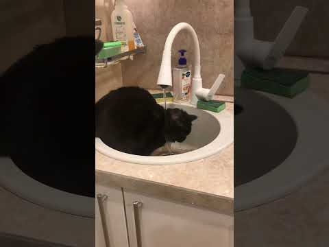 Видео: Водяная британская кошка или обезьяна Манчичи в питомнике British House 