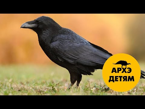 Видео: Врановые — интеллектуалы мира животных | Александр Хабургаев (выпуск 33)