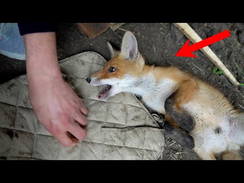 Видео: Спасая ТОНУЩЕГО в болоте лисенка, мужчина не знал, к чему это приведет