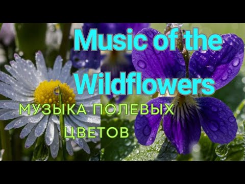 Видео: PhotoMelody: Blooming Field and Original Ambient/Цветущее поле и авторский эмбиент