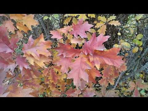 Видео: Не хлібом єдиним  - дуб Фролькіса