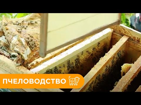 Видео: Пчеловодство. Все Что Нужно Знать о Пчеловодстве.