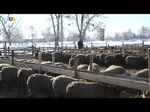 Видео: Бараны Алескерова | Моя земля