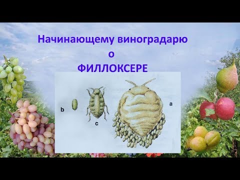 Видео: @Начинающему виноградарю о филлоксере