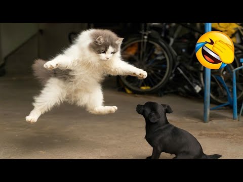 Видео: Самый смешной клип про кошек и собак 2025 года😼🐶Попробуйте не засмеяться😜 #179