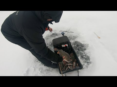 Видео: Напарник завалил ЗДОРОВОГО ОКУНЯ на блесну. Зимняя рыбалка на Ладоге.