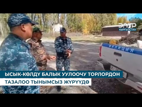 Видео: ЫСЫК-КӨЛДҮ БАЛЫК УУЛООЧУ ТОРЛОРДОН ТАЗАЛОО ТЫНЫМСЫЗ ЖҮРҮҮДӨ