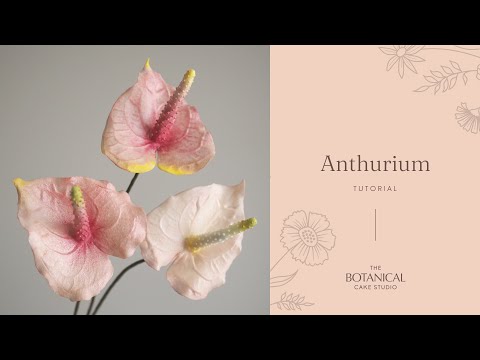 Видео: Мастер-класс по созданию сахарного цветка антуриума (из мастики/цветочной пасты)