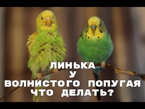 Видео: ЛИНЬКА у ВОЛНИСТЫХ ПОПУГАЙЧИКОВ. Что делать? Линька у попугаев. Попугай линяет, что делать?