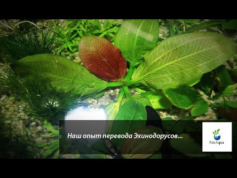 Видео: Все о переходе Эхинодорусов.