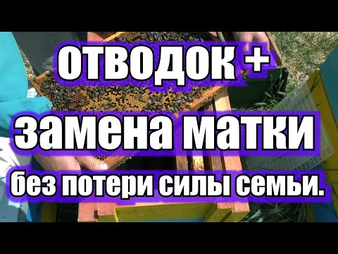 Видео: ОТВОДОК +ЗАМЕНА МАТКИ БЕЗ ПОТЕРИ СИЛЫ СЕМЬИ.