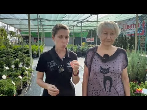 Видео: Пионы. Осенние хлопоты. Чем подкормить пионы? / Сад Ворошиловой