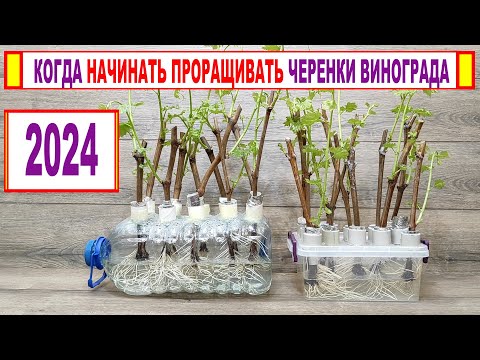 Видео: 🍇 Когда МОЖНО НАЧИНАТЬ УКОРЕНЯТЬ черенки винограда? Без ЭТОГО не получится вырастить хорошие саженцы