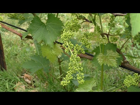Видео: Осыпание цветов и завязей винограда. Причины и меры борьбы