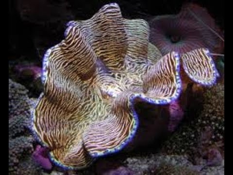 Видео: Гигантские Морские Моллюски. Тридакна