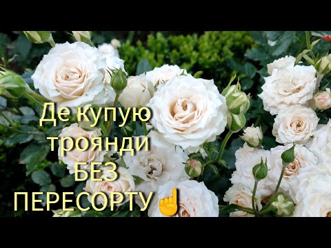 Видео: Великий список порядних продавців троянд