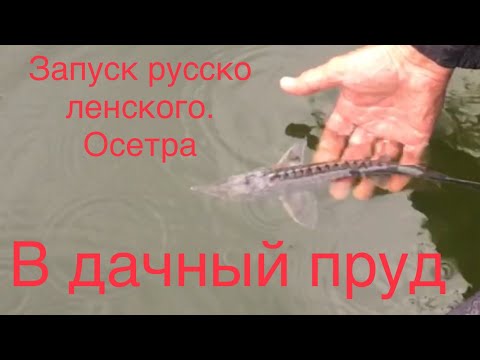Видео: Запуск стерляди, русско-ленского осетра и бестера в дачный пруд.