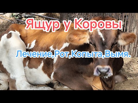 Видео: Ящур у Коров!как его лечим мы.